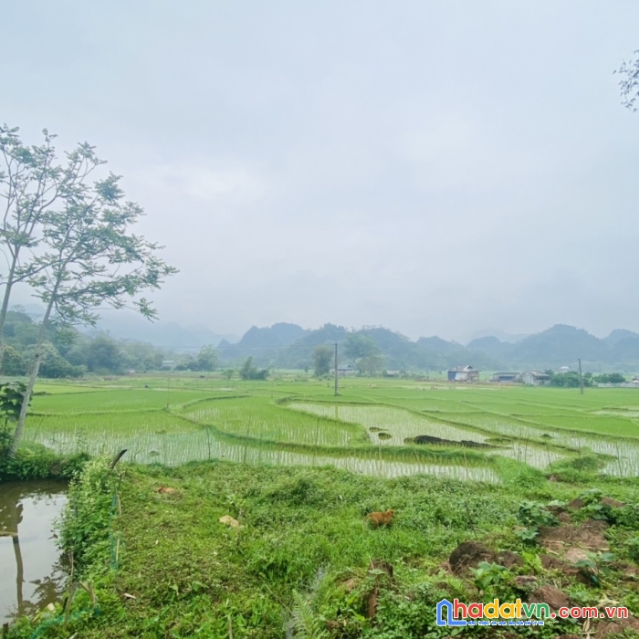 Siêu phẩm 3829m- 400 thổ cư view cánh đồng, trong đất có suối lớn ở tân lạc giá chỉ hơn 400k/m