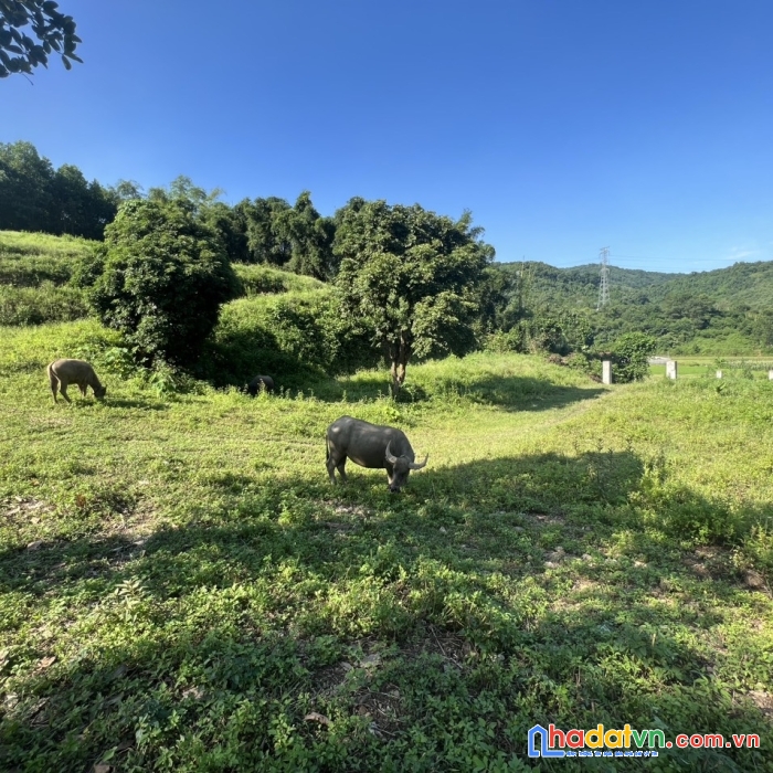 Bán đất lương sơn - hòa bình 1.9ha toàn bộ đất thổ cư và cây lâu năm giá chỉ vài trăm nghìn/m siêu