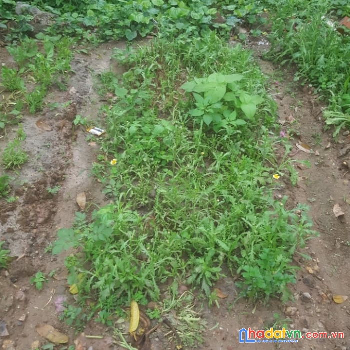 1 tỷ 49 có ngay mảnh đất vàng khu võ cường 60m²
