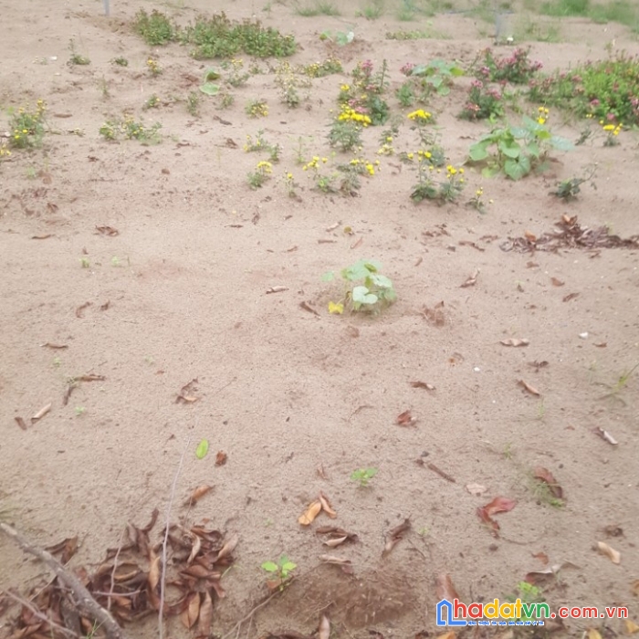 Chỉ hơn 4 tỷ mảnh đất vàng khu võ cường 81m²
