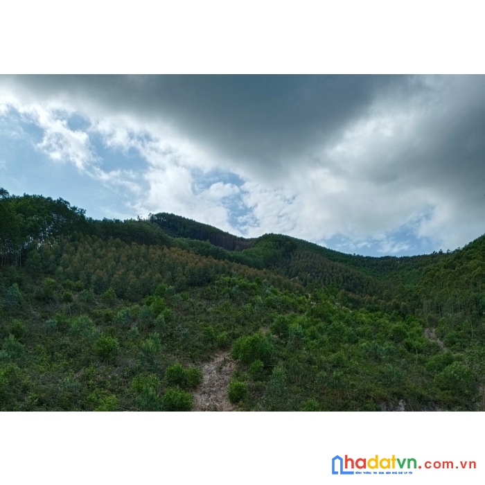 Bán lô đất rừng weiw cực đẹp, giáp đường, giáp suối, xe khai thác chạy tới nơi.