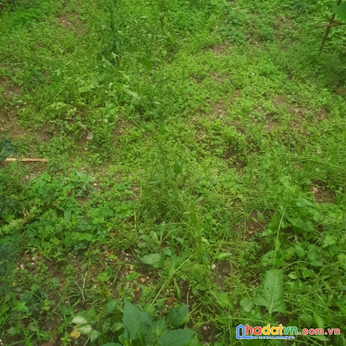 Chỉ hơn 1 tỷ có ngay mảnh đất vàng khu võ cường 61m²
