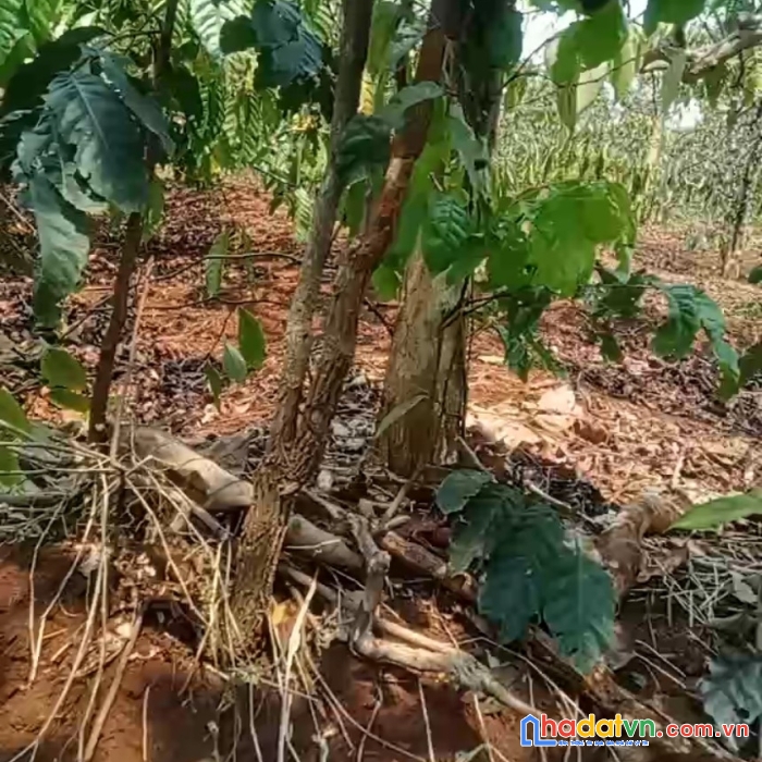 Đất chính chủ - sở hữu ngay lô đất mặt tiền vị trí đẹp ea kuêh, huyện cư m'gar- đắk lắk