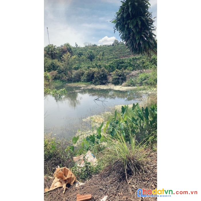 Bán 5.6 sào đất vườn cà phê xã đinh lạc, di linh, lâm đồng