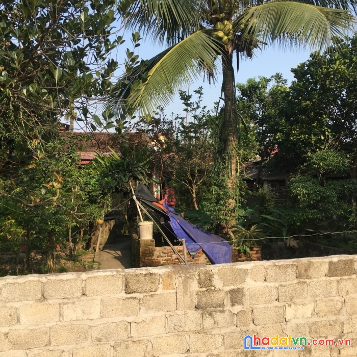 Bán gấp nhà xã dân lý, huyện triệu sơn, tỉnh thanh hóa, 472m2, mt 18m, hướng đông nam, mtg