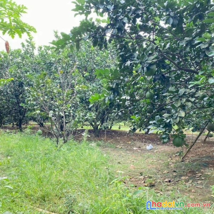 Bán nhà vườn nghỉ dưỡng 600m2 có 80m2 thổ cư, có vườn bưởi chỉ 3ty1