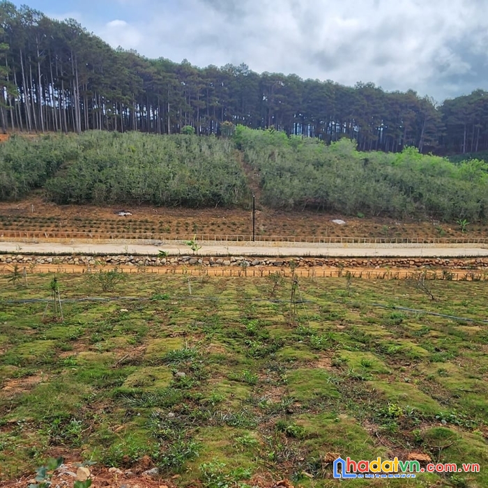 ( đất view đẹp đây ) cần bán gấp 2 lô đất 2 mặt tiền đường bê tông 5m thôn phát chi, xã trạm hành,