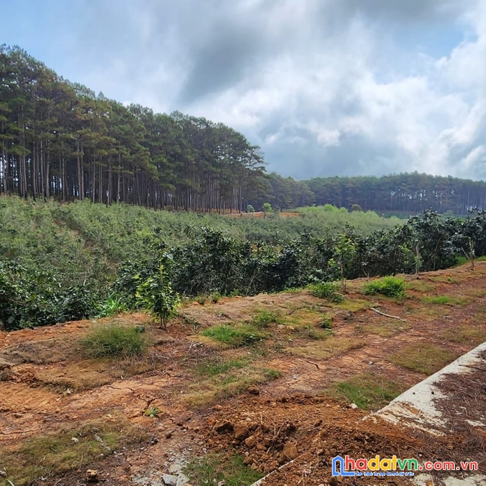 ( đất view đẹp đây ) cần bán gấp 2 lô đất 2 mặt tiền đường bê tông 5m thôn phát chi, xã trạm hành,