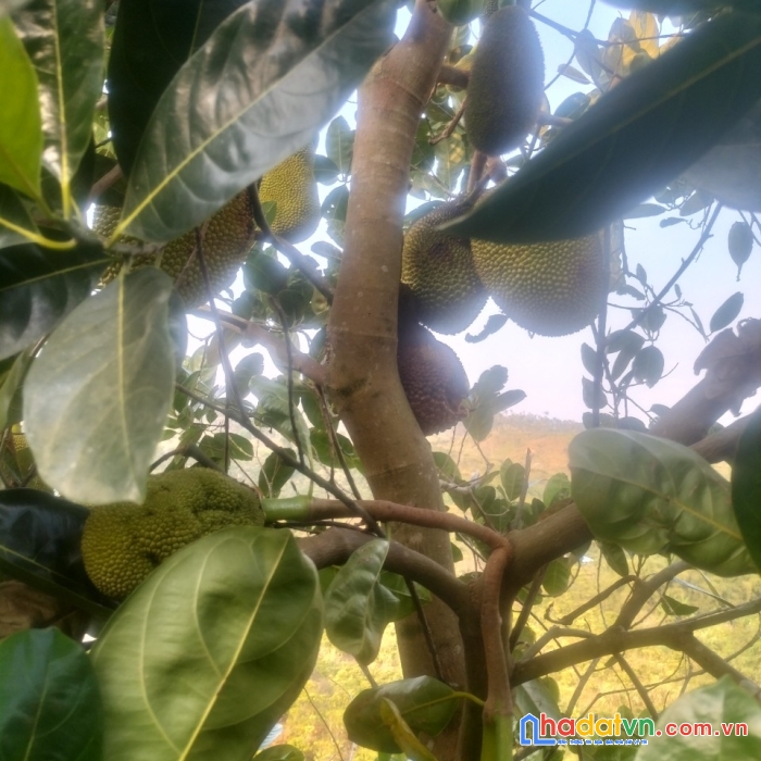 Sở hữu ngay lô đất đẹp vị trí đắc địa tại xã liêng sronh, huyện đam rông, lâm đồng