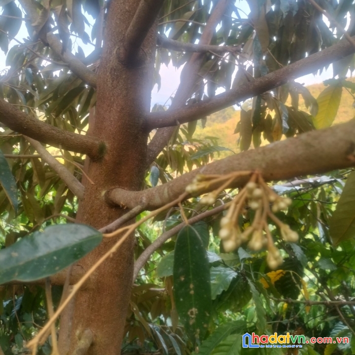 Sở hữu ngay lô đất đẹp vị trí đắc địa tại xã liêng sronh, huyện đam rông, lâm đồng