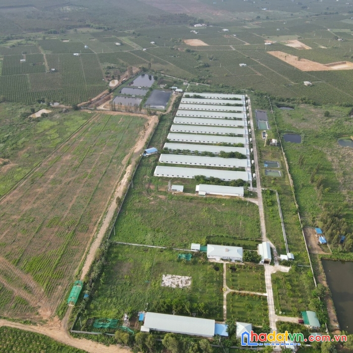 Bán gấp trang trại nuôi heo tại hàm thuận nam,bình thuận,đang cho thuê 450tr/tháng