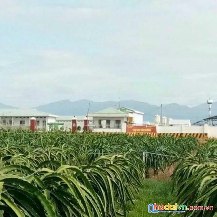 Bán gấp trang trại nuôi heo tại hàm thuận nam,bình thuận,đang cho thuê 450tr/tháng