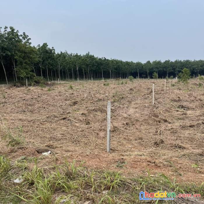 Bán đất cuốc dh 437 khu quy hoạch hơn 500ha xã đất guốc , huyện bắc tân uyên ,bình dương