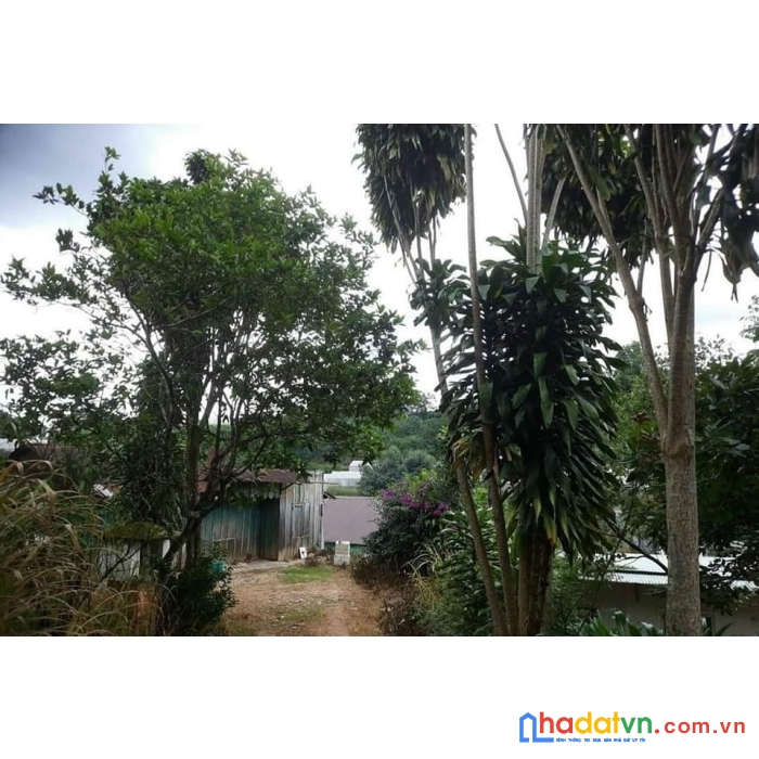 Cần tiền bán gấp đất nền biệt thự gần trung tâm đường lê lai, đà lạt 400m2 giá chỉ 15 tỷ