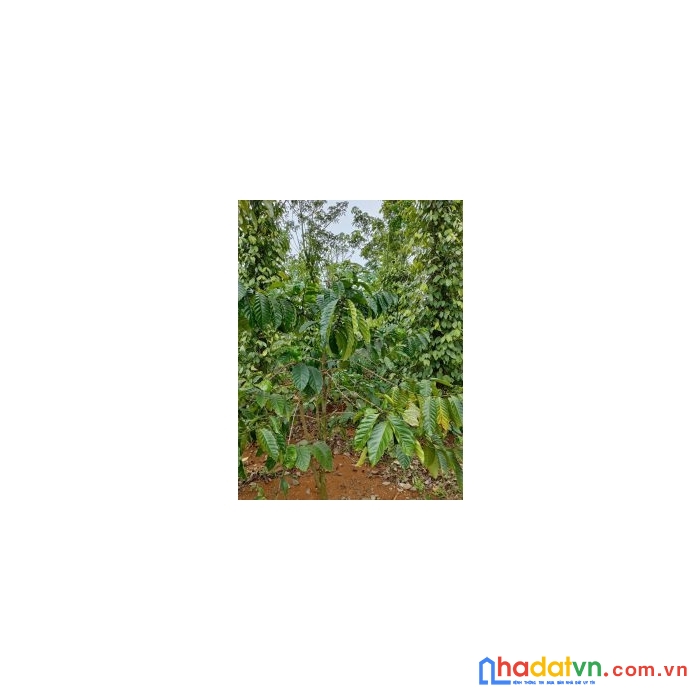 Chính chủ cần bán lô đất vị trí đẹp tại đắk nông