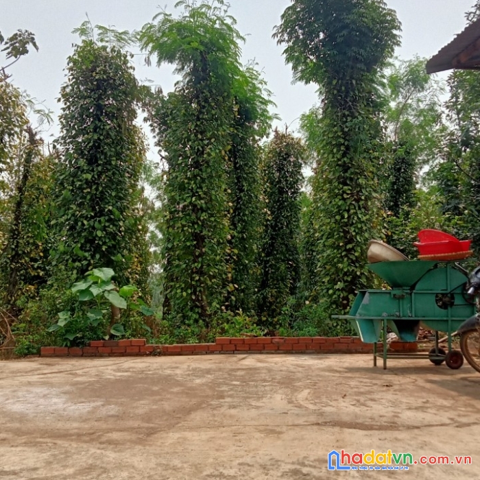 Sở hữu ngay lô đất đẹp vị trí đắc địa tại xã gia hiệp, di linh, lâm đồng