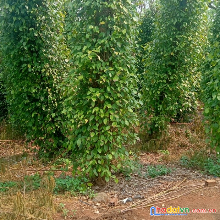 Sở hữu ngay lô đất đẹp vị trí đắc địa tại xã gia hiệp, di linh, lâm đồng