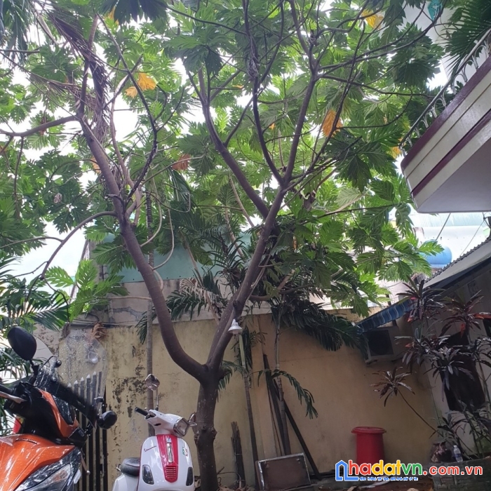 Biệt thự sân vườn trong lòng thành phố, diện tích 165m2, ngang 11m, chỉ 5 tỷ còn tl