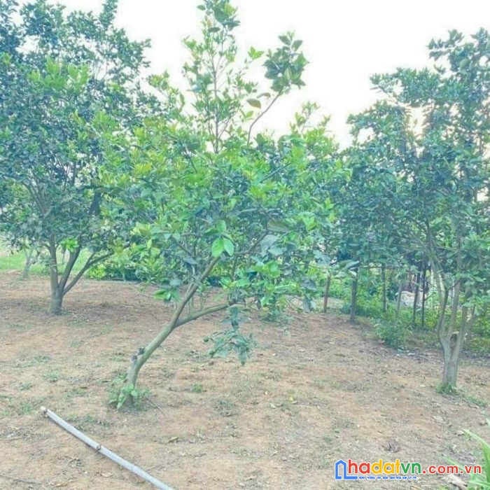 Siêu phẩm bám sông bôi cực đẹp có tổng diện tích 3551m2 trong đó có 2110m2 thổ cư, giá chỉ 800k/m