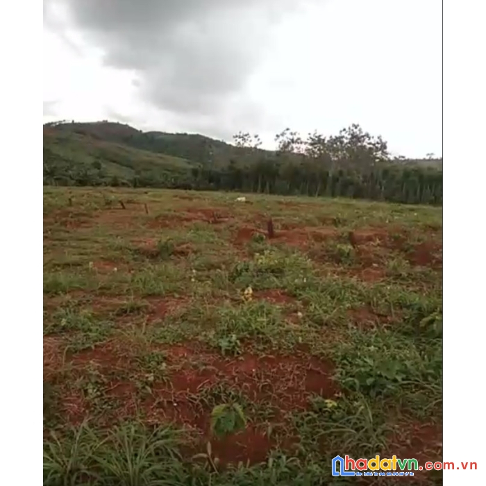 3ha4  trường xuân giá 2t2