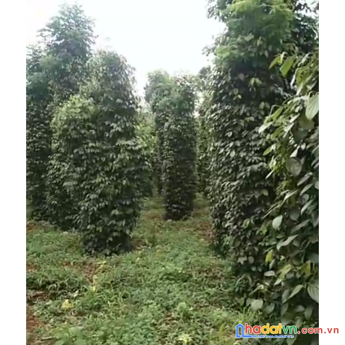 3ha4  trường xuân giá 2t2