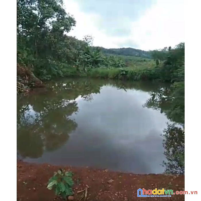 3ha4  trường xuân giá 2t2