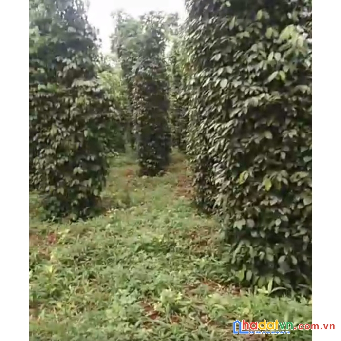 3ha4  trường xuân giá 2t2