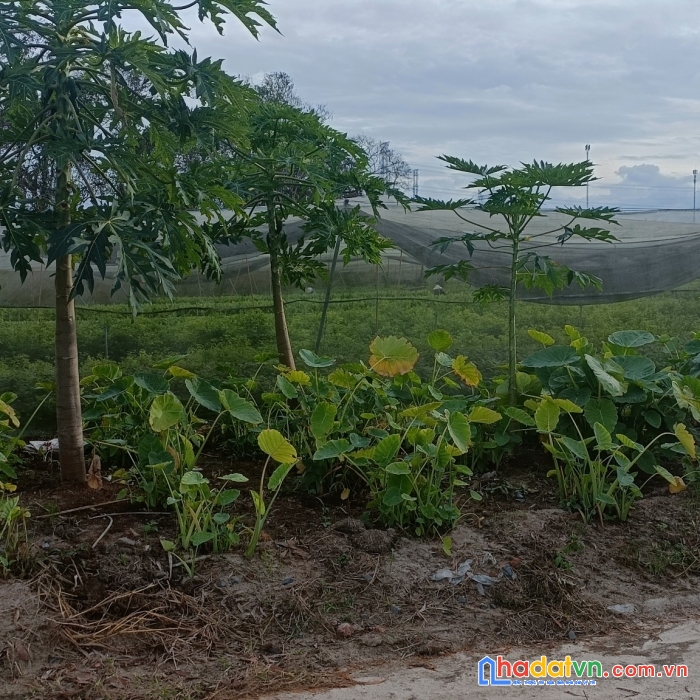 Bán 573m2 đất phú chánh, tp. tân uyên giá ngộp