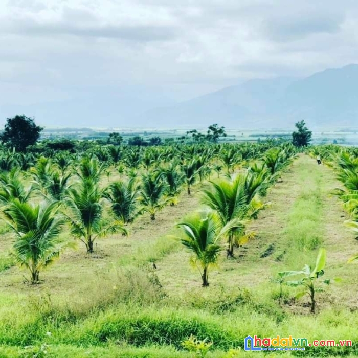 Siêu trang trại 18ha ninh thượng, ninh hòa giá rẻ