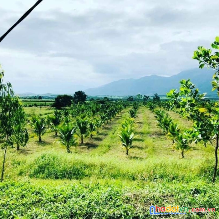 Siêu trang trại 18ha ninh thượng, ninh hòa giá rẻ