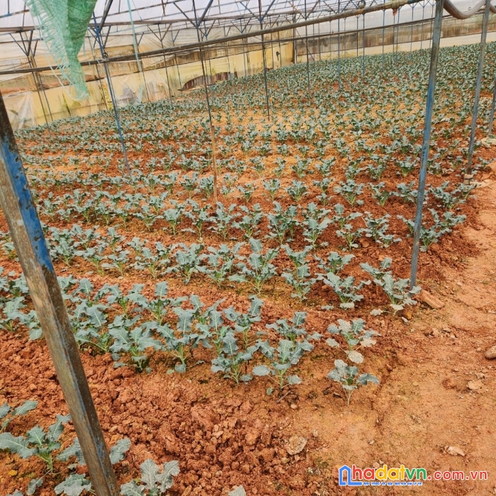 Bán nhanh đất vị trí đẹp tại phường 8, tp đà lạt