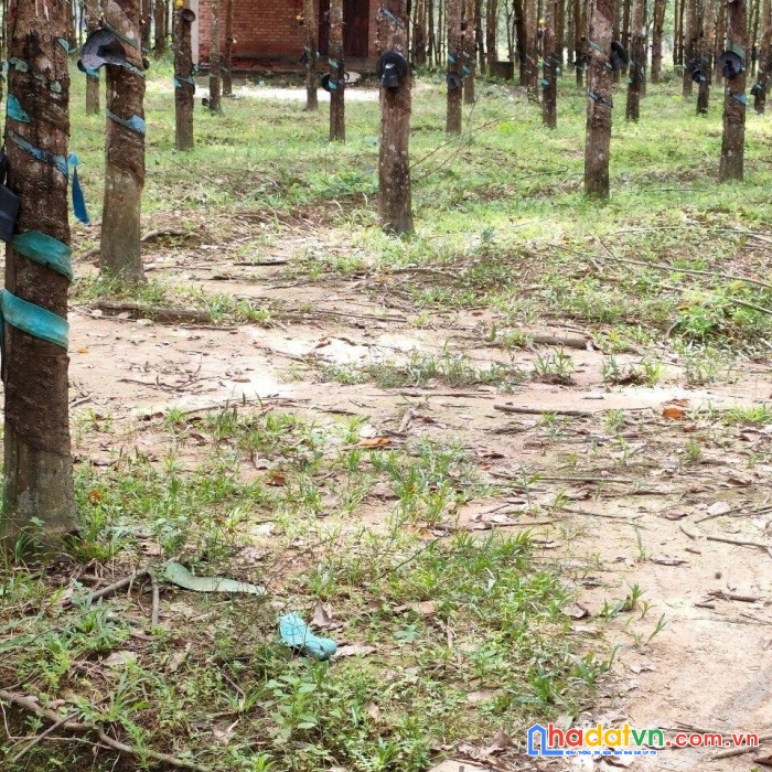 Chính chủ cần bán lô đất rẫy đang trồng cao su ngay lạc tánh - tánh linh - bình thuận