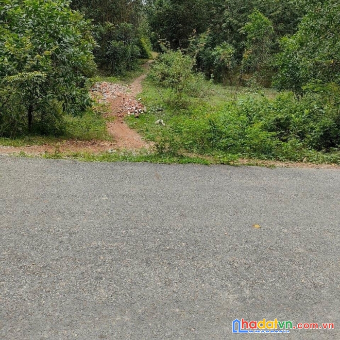 Chính chủ cần bán lô đất rẫy đang trồng cao su ngay lạc tánh - tánh linh - bình thuận