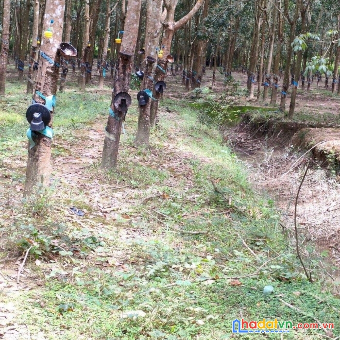 Chính chủ cần bán lô đất rẫy đang trồng cao su ngay lạc tánh - tánh linh - bình thuận