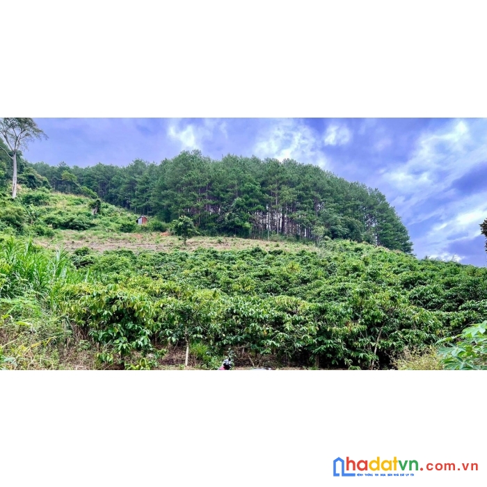 Hot !!! sở hữu ngay lô đất đẹp vị trí đắc địa tại xã mê linh, huyện lâm hà, lâm đồng