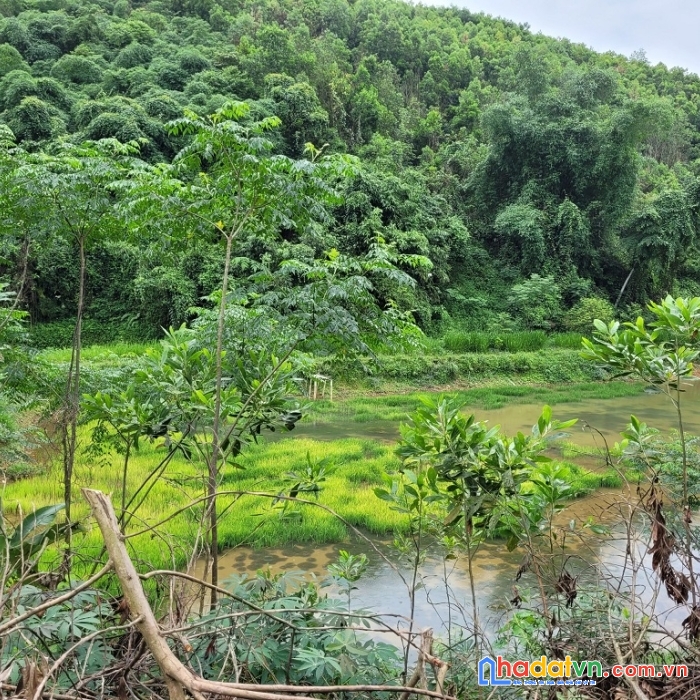 Chính chủ bán 11000m2 đất thổ cư vườn đồi, chợ mới, bắc kạn, chỉ hơn 300k/m2
