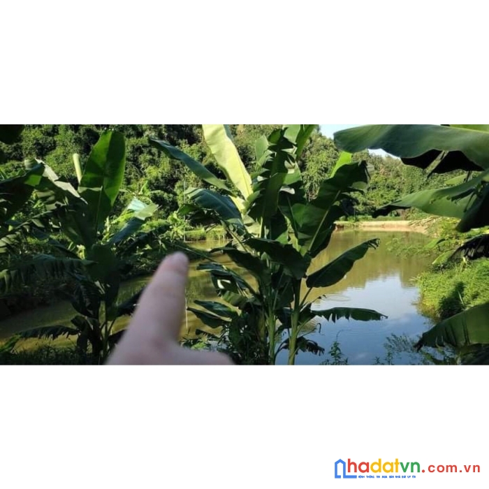 Chính chủ bán 11000m2 đất thổ cư vườn đồi, chợ mới, bắc kạn, chỉ hơn 300k/m2