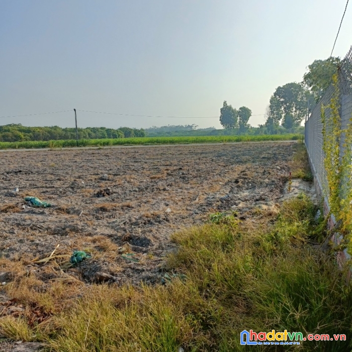 Chính chủ cần bán đất tại ấp trường đức, xã trường đông, tx hoà thành, tỉnh tây ninh