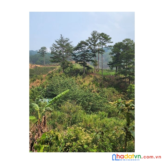 ( ngộpppp ) bán gấp lô đất mặt tiền ql723 tại đa sar, lạc dương 2400m giá chỉ 6.5 tỷ