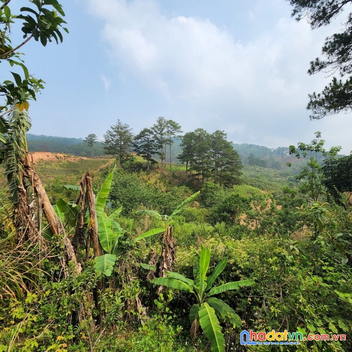 ( ngộpppp ) bán gấp lô đất mặt tiền ql723 tại đa sar, lạc dương 2400m giá chỉ 6.5 tỷ