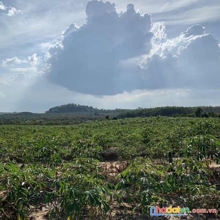 Đất sào sổ hồng riêng đồng nai - giá chỉ 233 triệu/sào - đầu tư an toàn và bảo đảm cho tương lai