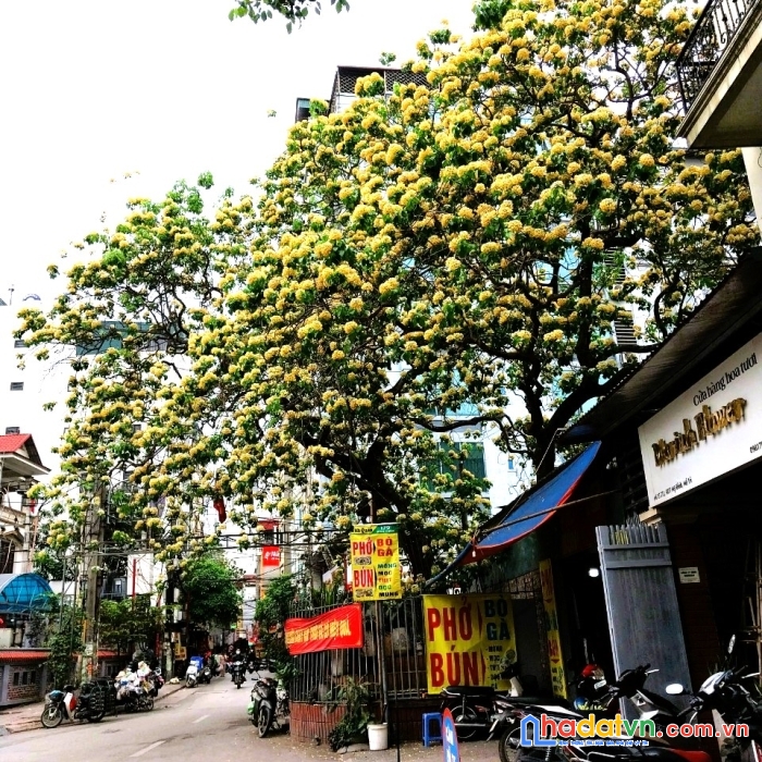 Bán biiệt thự mỹ đình 200m2, 4t, 20 tỷ, trước nhà ô tô đỗ, chủ cần bán gấp