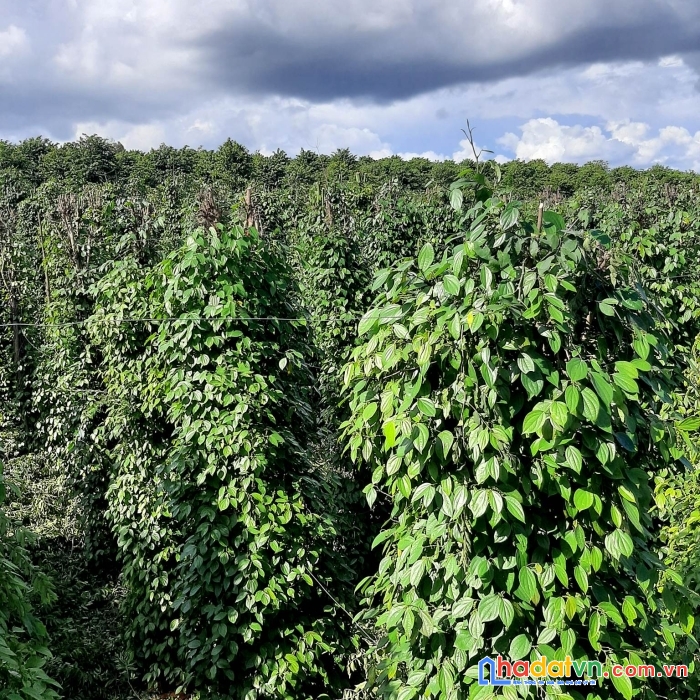 Cần bán gấp đất trang trại view đẹp tại tân hà, lâm hà, lâm đồng 2.4 ha