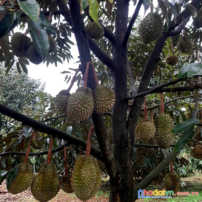 Cần bán gấp đất trang trại view đẹp tại tân hà, lâm hà, lâm đồng 2.4 ha