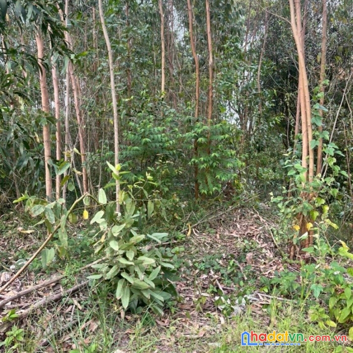 Chính chủ cần bán nhanh lô đất đẹp vị trí đắc địa tại xã phước lập, huyện tân phước, tiền giang