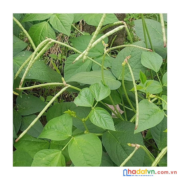 Ưu đãi đặc biệt - 3550m2 đất vườn sẵn sổ sẵn đường chỉ 280 triệu/sào