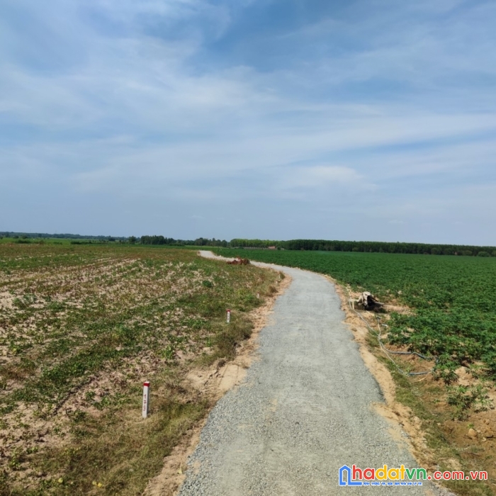 Ưu đãi đặc biệt - 3550m2 đất vườn sẵn sổ sẵn đường chỉ 280 triệu/sào