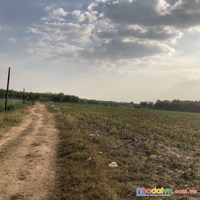 Ưu đãi đặc biệt - 3550m2 đất vườn sẵn sổ sẵn đường chỉ 280 triệu/sào