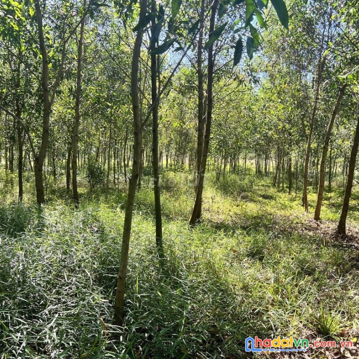 Cần bán nhanh lô đất chính chủ vị trí đắc địa - giá rẻ tại minh tân, dầu tiếng
