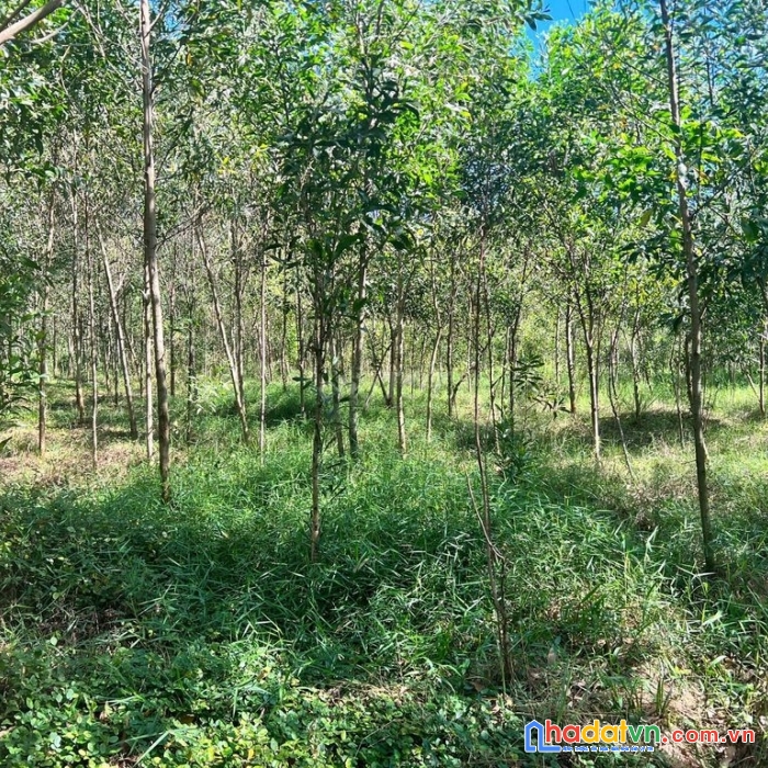 Cần bán nhanh lô đất chính chủ vị trí đắc địa - giá rẻ tại minh tân, dầu tiếng